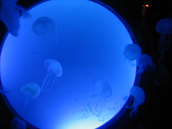 SeaLife026
