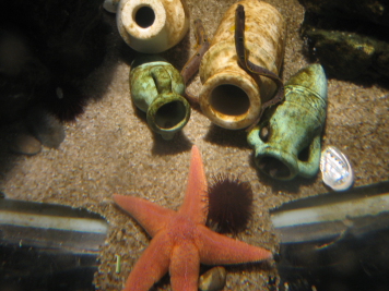 SeaLife028