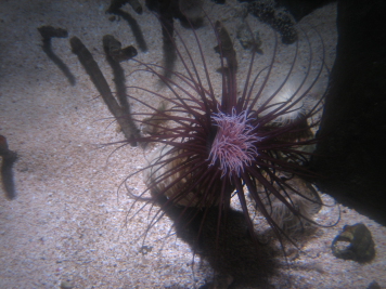 SeaLife029