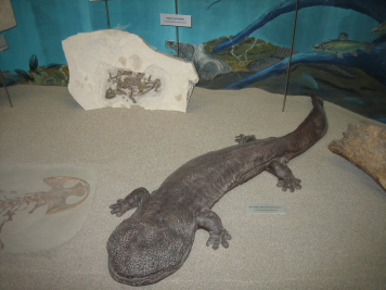 SeaLife035
