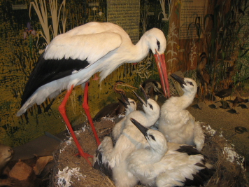 SeaLife053