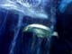 SeaLife010