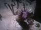 SeaLife029