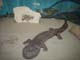 SeaLife035